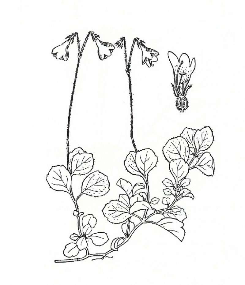 Silhouette by Parts - Line Drawing