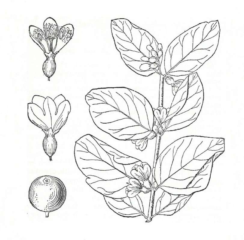 Silhouette by Parts - Line Drawing