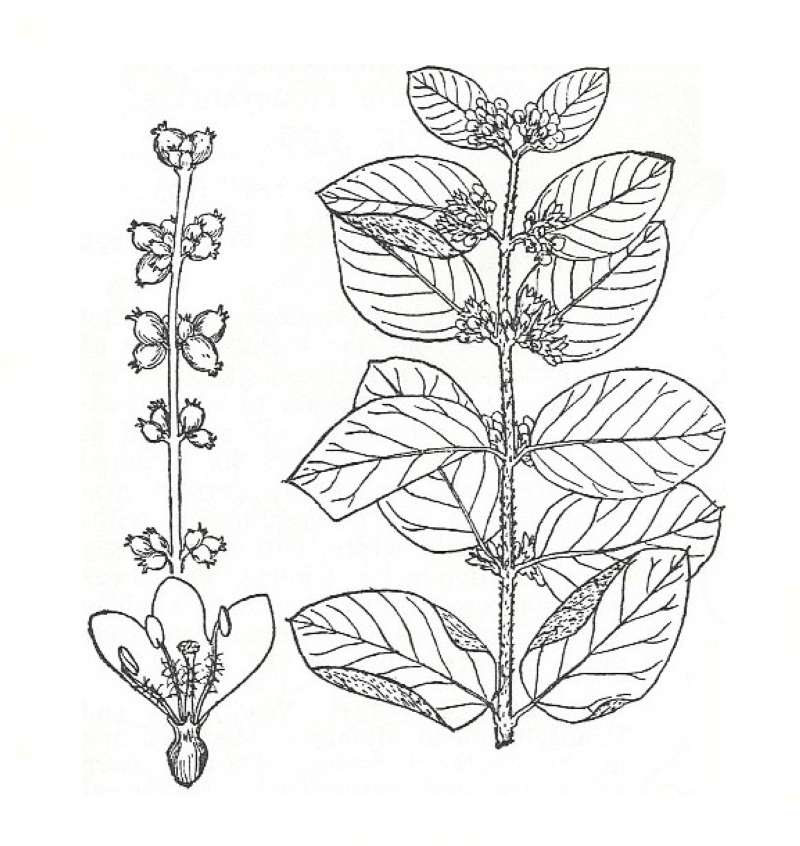 Silhouette by Parts - Line Drawing