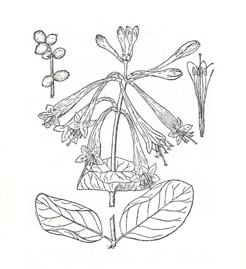 Silhouette by Parts - Line Drawing