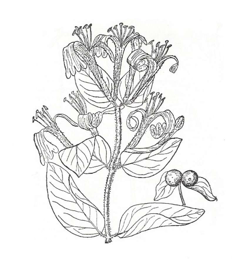 Silhouette by Parts - Line Drawing