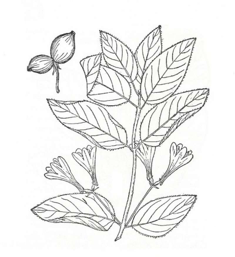 Silhouette by Parts - Line Drawing<br>(Origin of the Specimen: Britton and Brown)