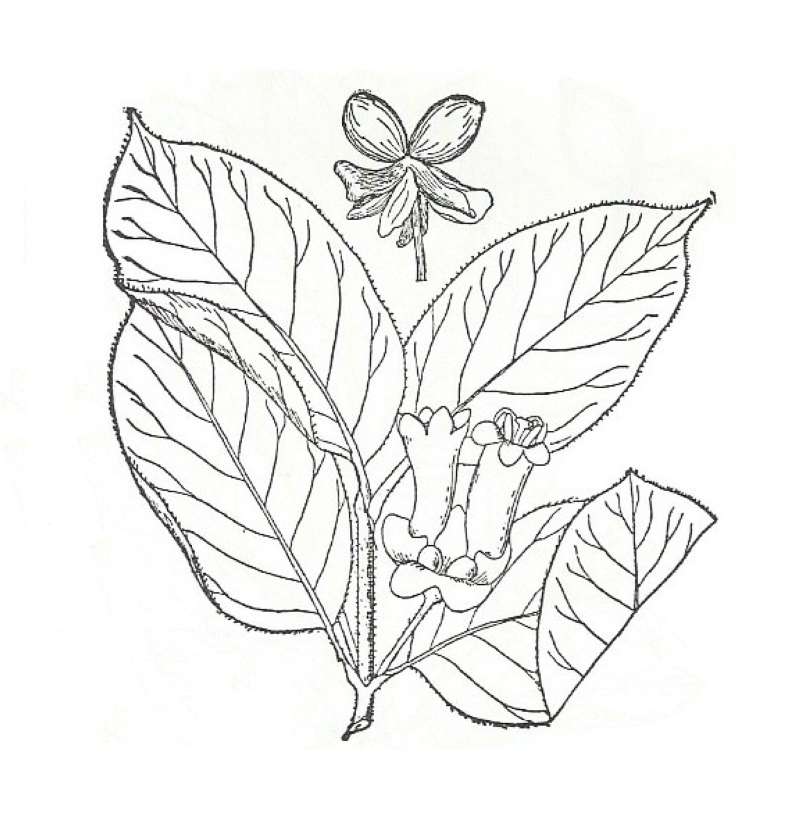 Silhouette by Parts - Line Drawing
