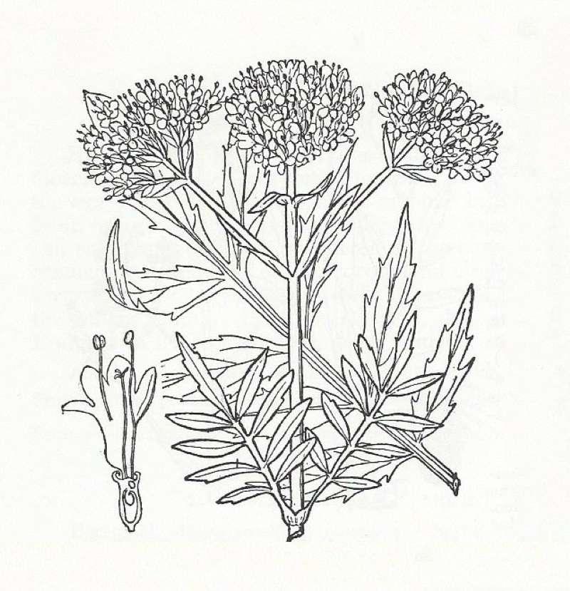 Silhouette by Parts - Line Drawing