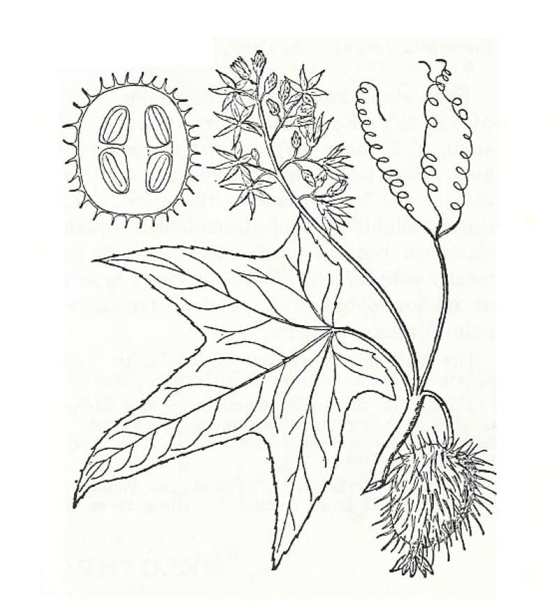 Silhouette by Parts - Line Drawing