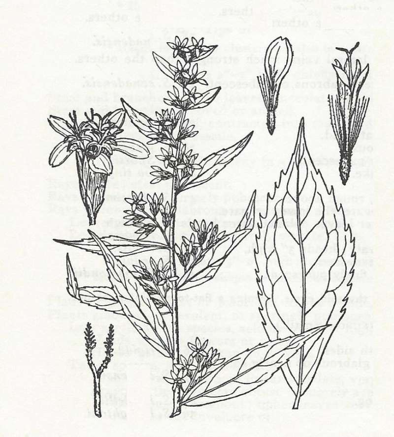 Silhouete by Parts<br>(Origin of the Specimen: Britton and Brown)