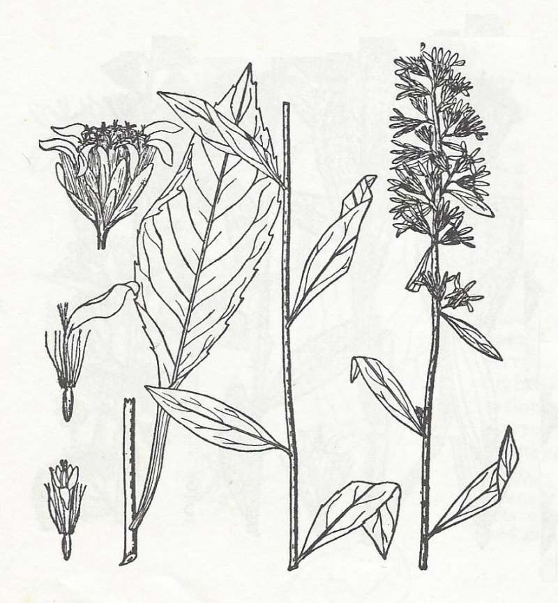 Form monticola, Silhouette by Parts, Line Drawing<br>(Origin of the Specimen: Britton and Brown)