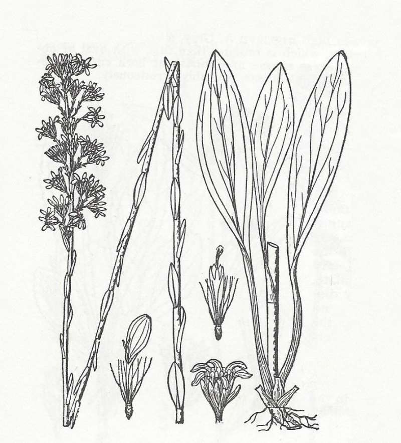 Silhouette by Parts - Line Drawing<br>(Origin of the Specimen: Britton and Brown)