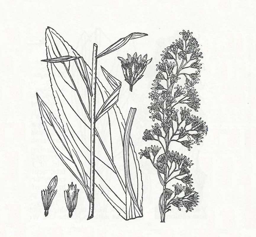 Silhouette - By Parts - Line Drawing<br>(Origin of the Specimen: Britton and Brown)