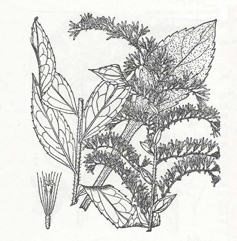 Silhouette - By Parts - Line Drawing