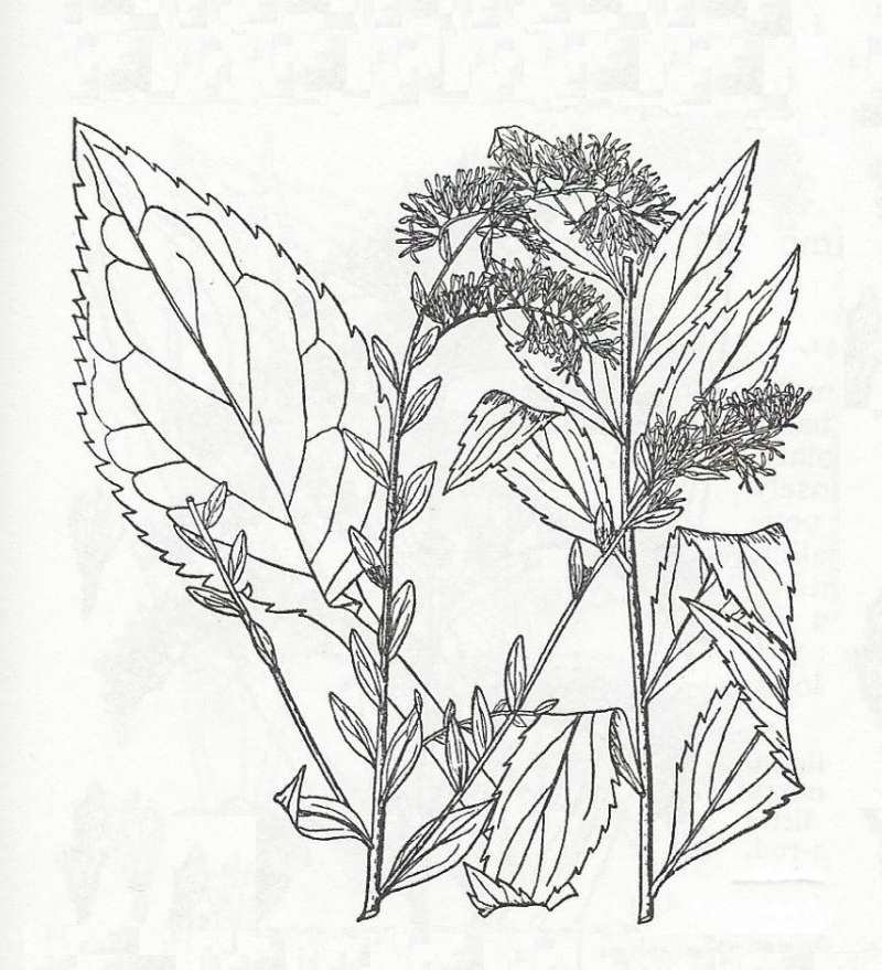 Silhouette - By Parts - Line Drawing<br>(Origin of the Specimen: Britton and Brown)