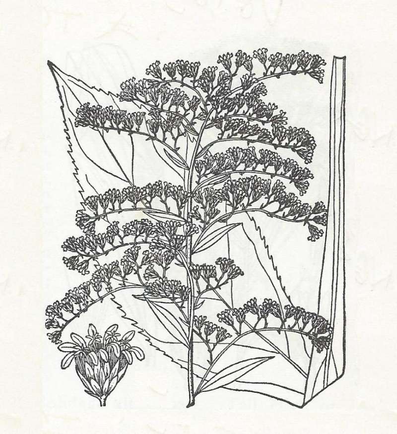 Silhouette - By Parts - Line Drawing<br>(Origin of the Specimen: Britton and Brown)