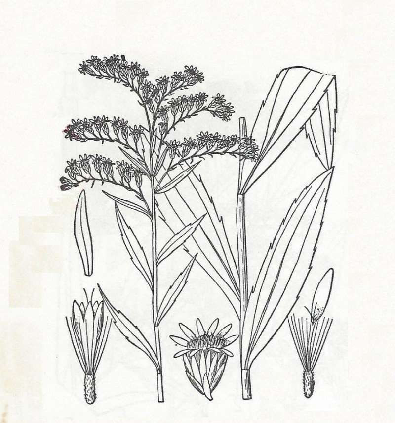 Silhouette - In Parts - Line Drawing<br>(Origin of the Specimen: Britton and Brown)