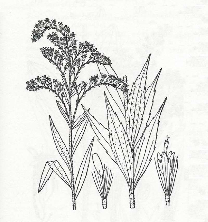 Silhouette - By Parts - Line Drawing<br>(Origin of the Specimen: Britton and Brown)
