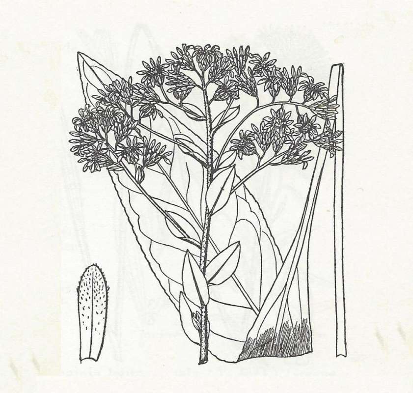 Silhouette - By Parts - Line Drawing<br>(Origin of the Specimen: Britton and Brown)