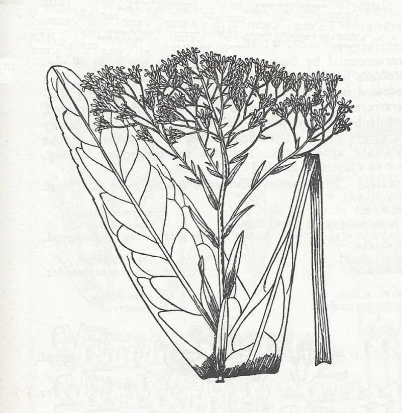 Leaf and Flower Head - Line Drawing<br>(Origin of the Specimen: Britton and Brown)