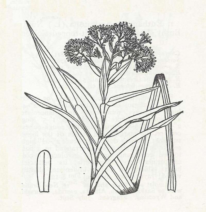 Silhouette by Parts - Line Drawing<br>(Origin of the Specimen: Britton and Brown)