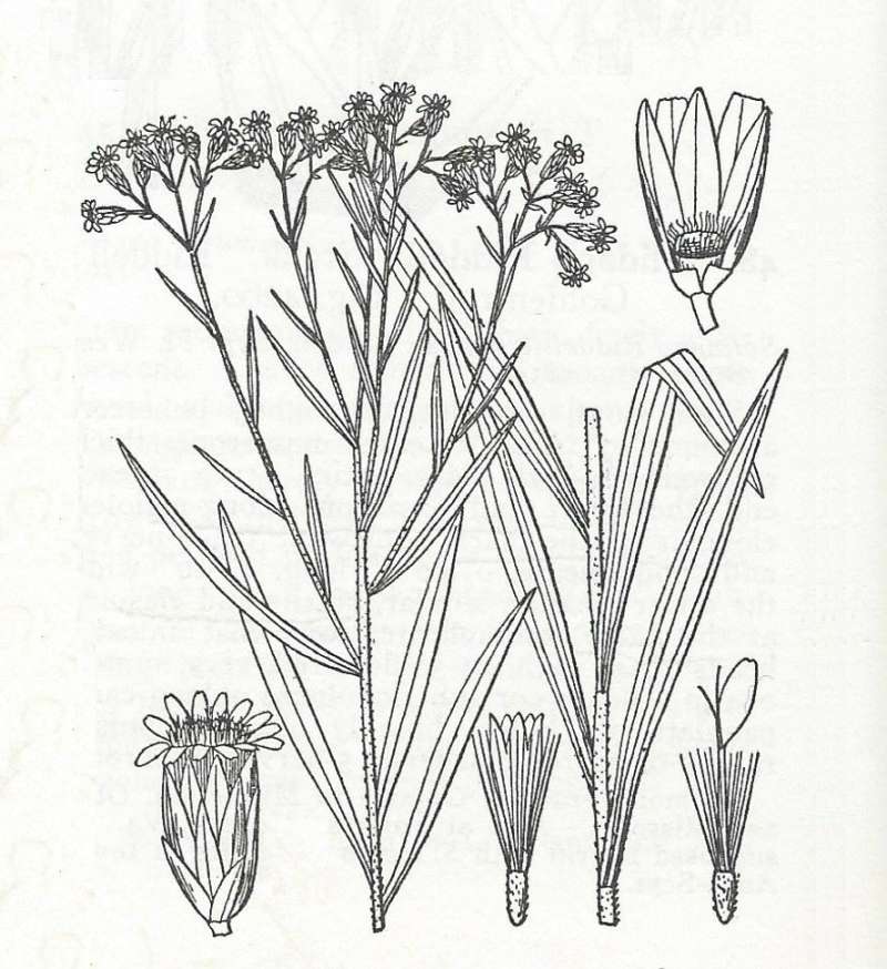 Silhouette - By Parts - Line Drawing<br>(Origin of the Specimen: Britton and Brown)