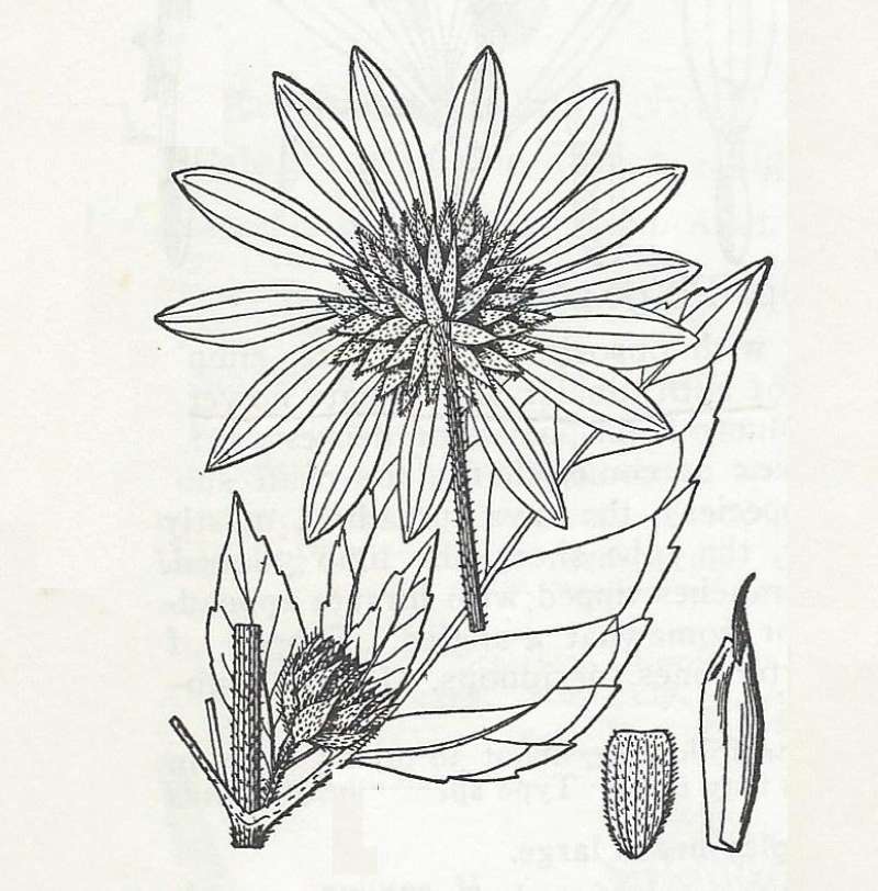 Silhouette - By Parts - Line Drawing<br>(Origin of the Specimen: Britton and Brown)