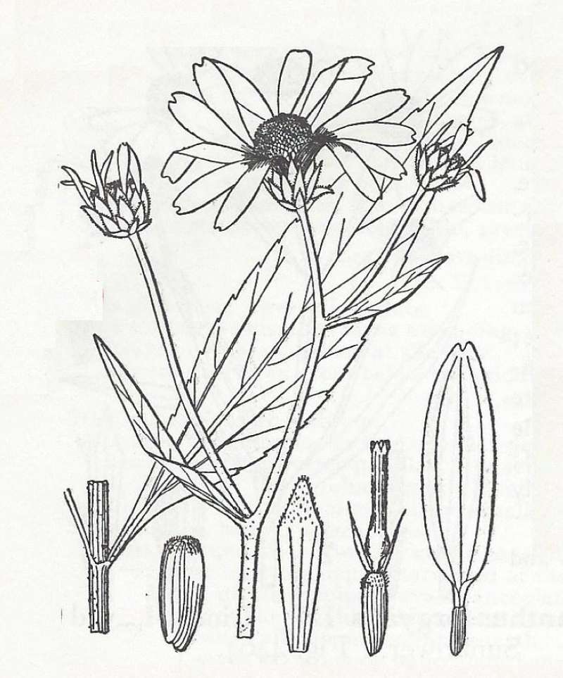 Silhouette - By Parts - Line Drawing<br>(Origin of the Specimen: Britton and Brown)