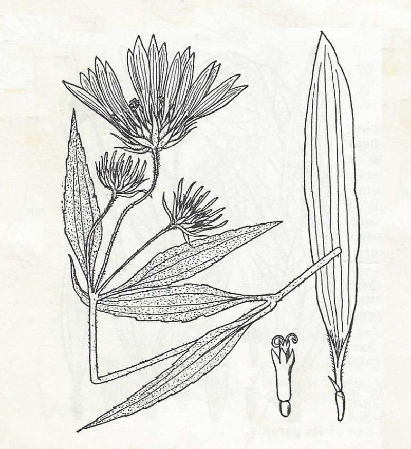 Silhouette Showing Parts - Line Drawing<br>(Origin of the Specimen: Britton and Brown)