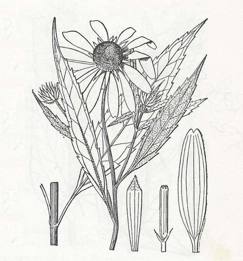 Silhouette - By Parts - Line Drawing<br>(Origin of the Specimen: Britton and Brown)