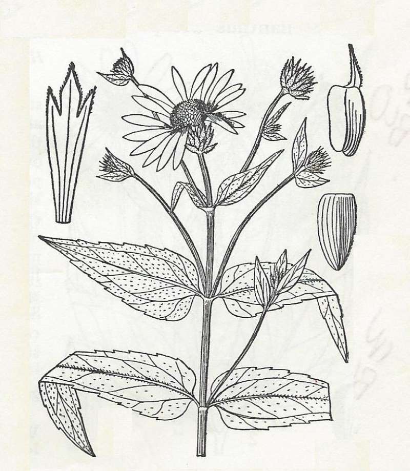 Silhouette - By Parts - Line Drawing<br>(Origin of the Specimen: Britton and Brown)