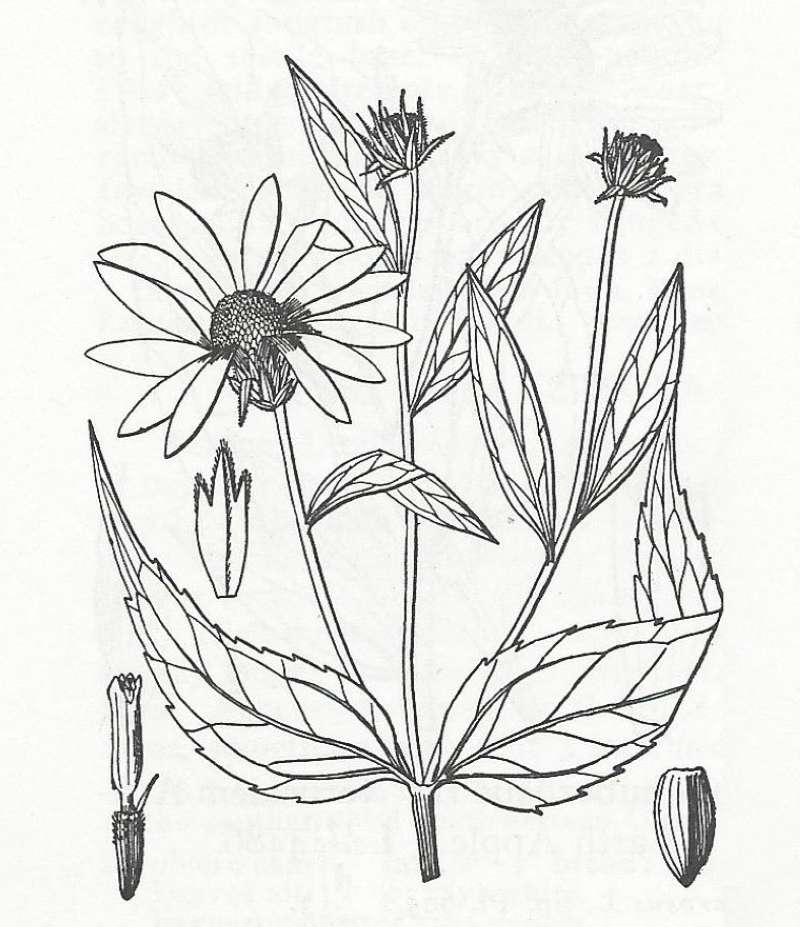 Top of Plant in Bloom<br>(Origin of the Specimen: Britton and Brown)