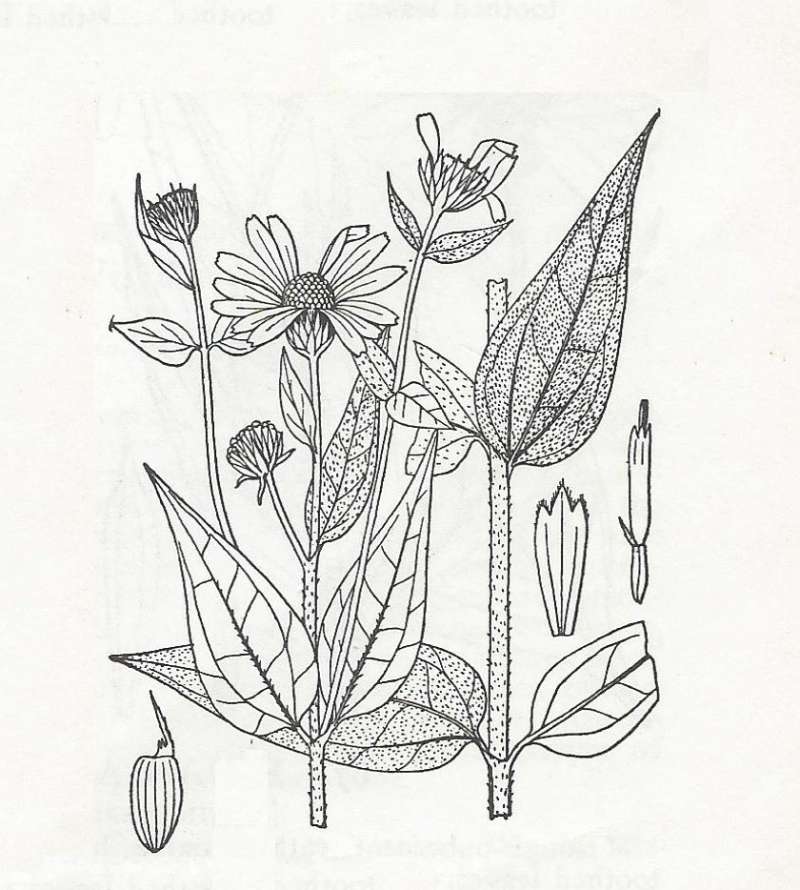 Silhouette - By Parts - Line Drawing<br>(Origin of the Specimen: Britton and Brown)