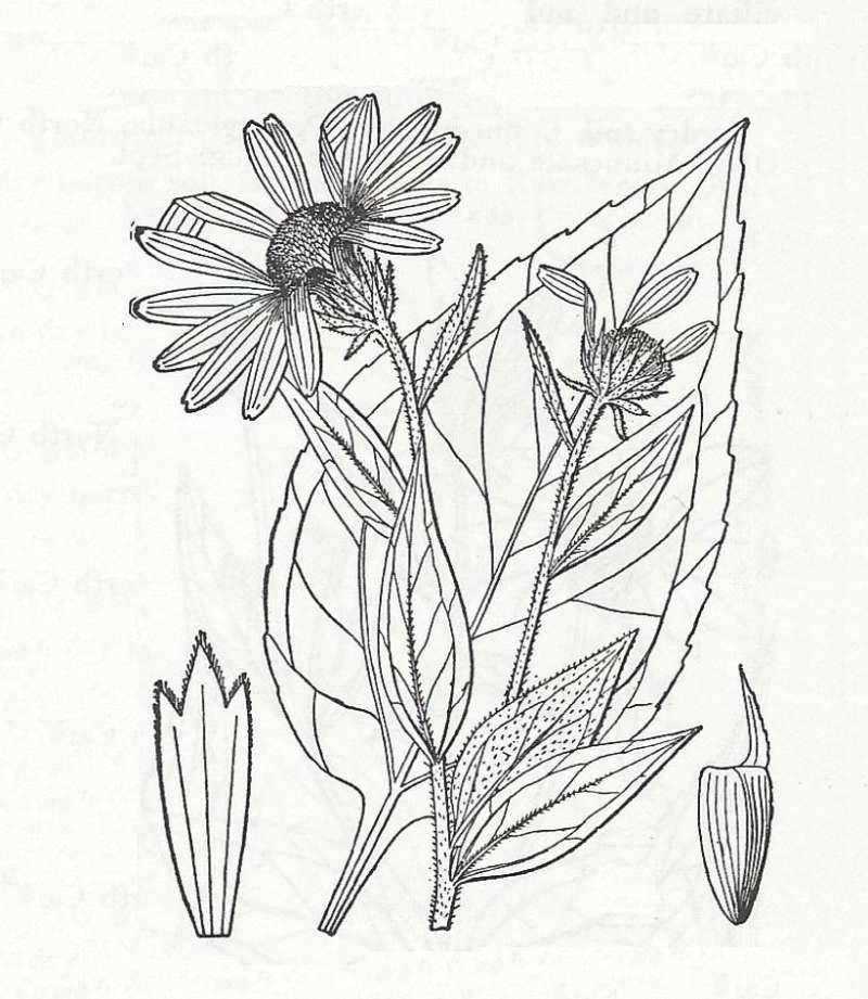 Silhouette - By Parts - Line Drawing<br>(Origin of the Specimen: Britton and Brown)