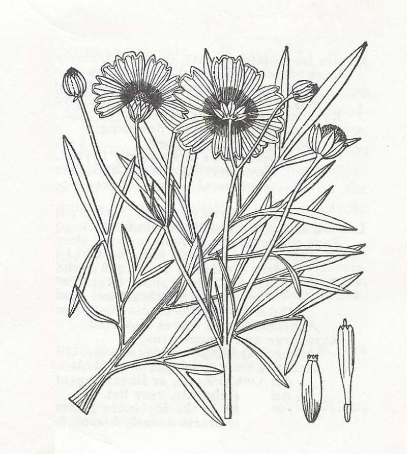 Silhouette by Parts - Line Drawing<br>(Origin of the Specimen: Britton and Brown)