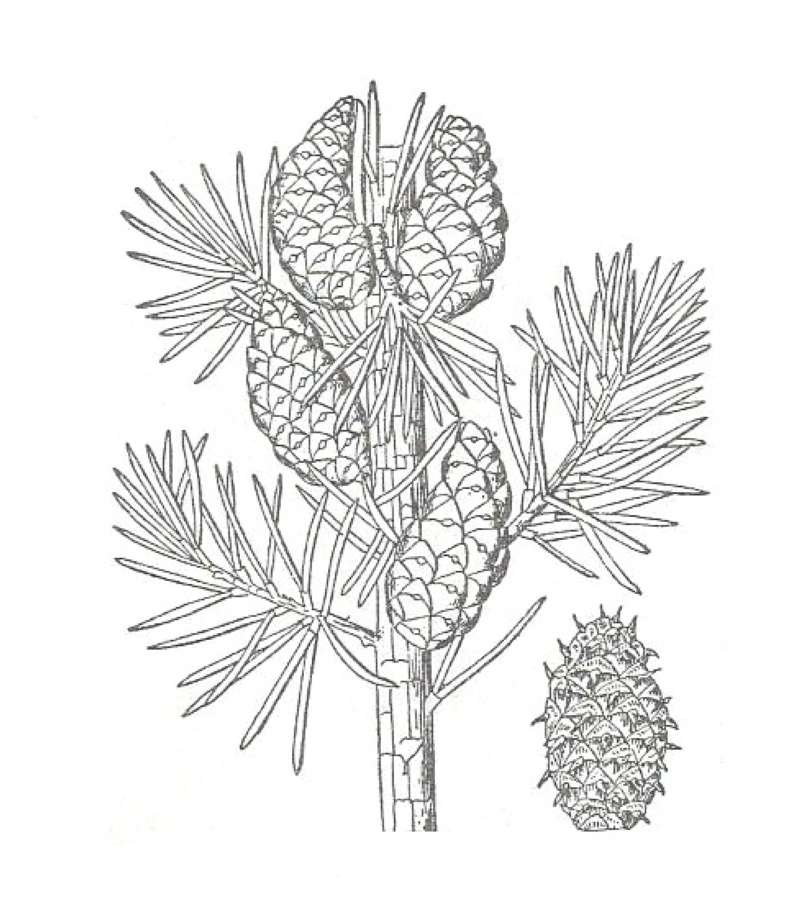 Branch With Cones