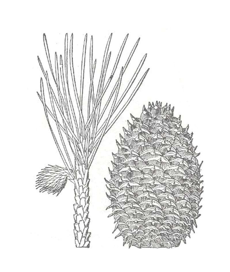 Older Cones<br>(Location of Picture: Kentucky, USA)