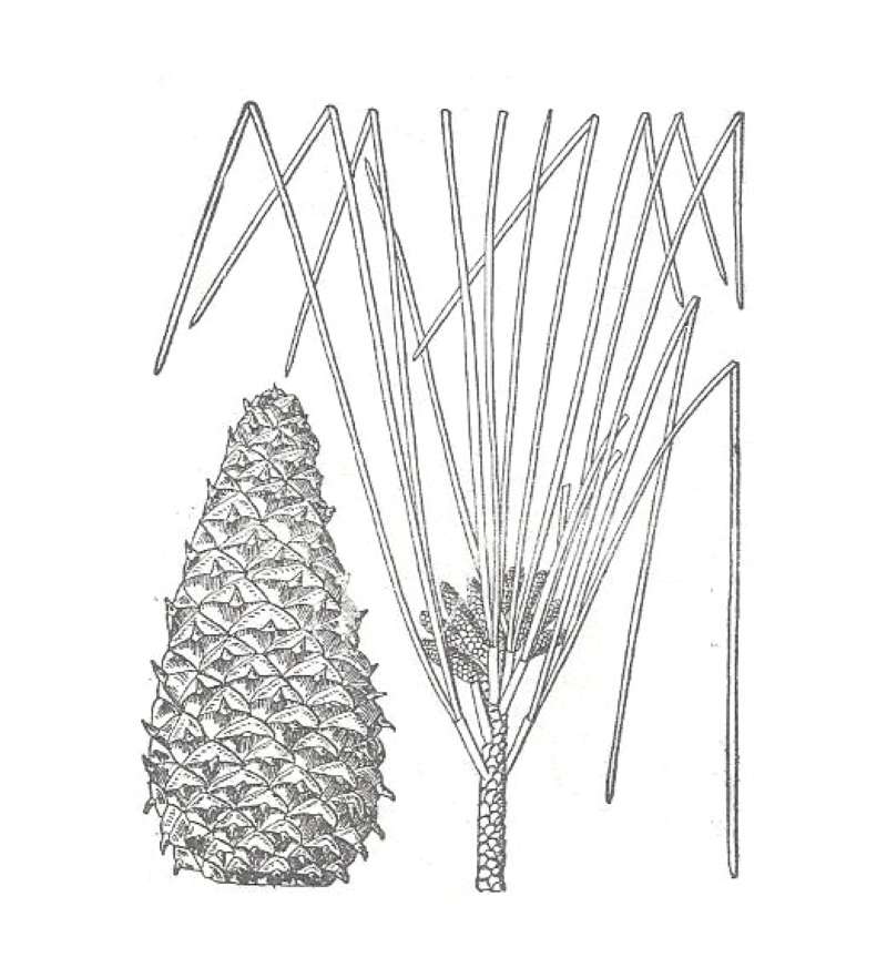 Needles in  3 - Mounted<br>(Origin of the Specimen: Georgia, USA)