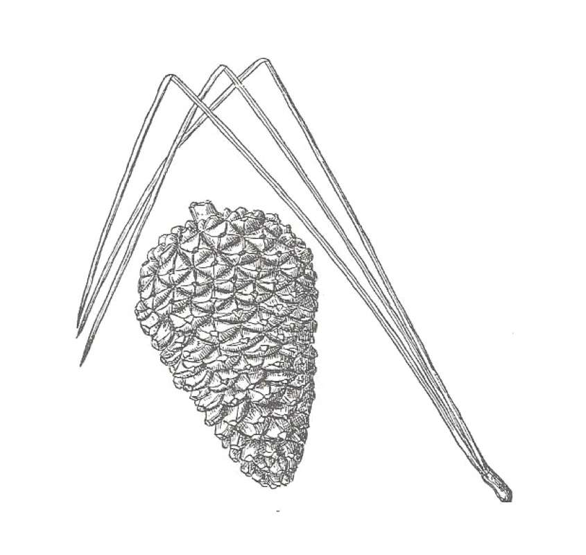 Line Drawing<br>(Origin of the Specimen: Britton and Brown)