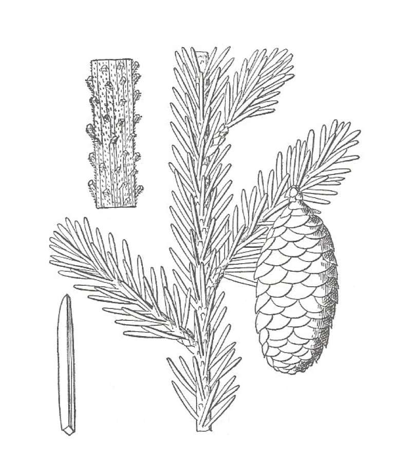 Twigs and Cones - Landscape Tree<br>(Origin of the Specimen: Round Lake, Illinois, USA)