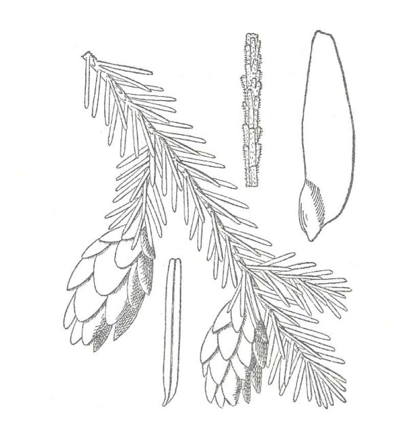 Needles<br>(Location of Picture: Nursery, Woodstock, Il USA, 2010)