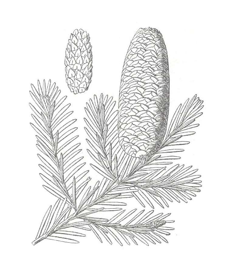 Twig and Needles - Close View