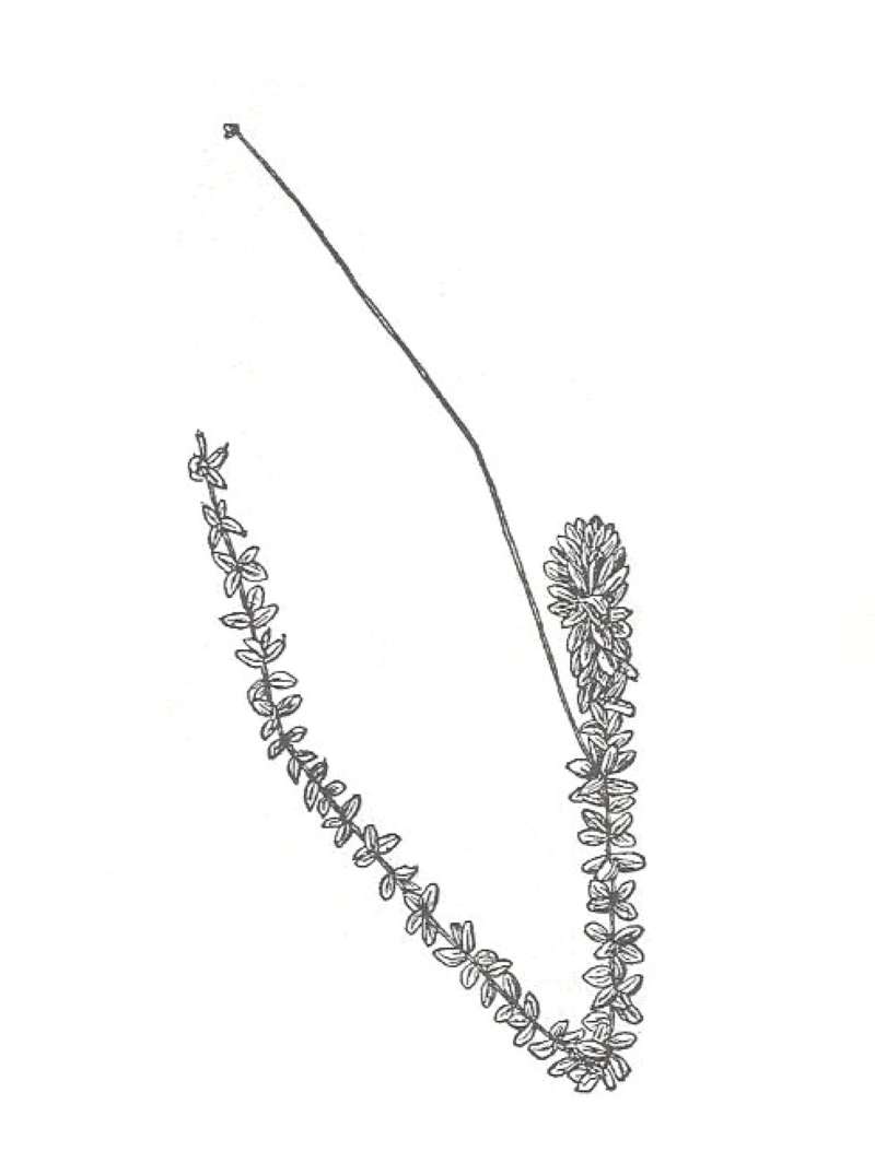 Line Drawing<br>(Origin of the Specimen: Britton and Brown)