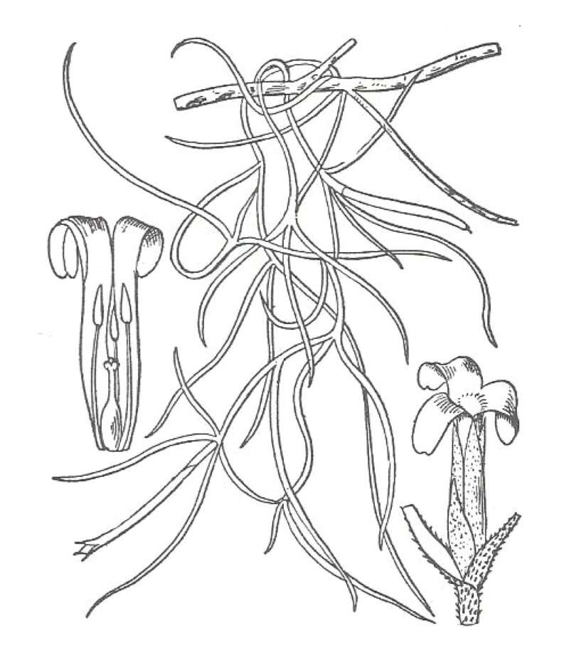 Silhouette<br>(Location of Picture: Garfield Conservatory, Il, USA)