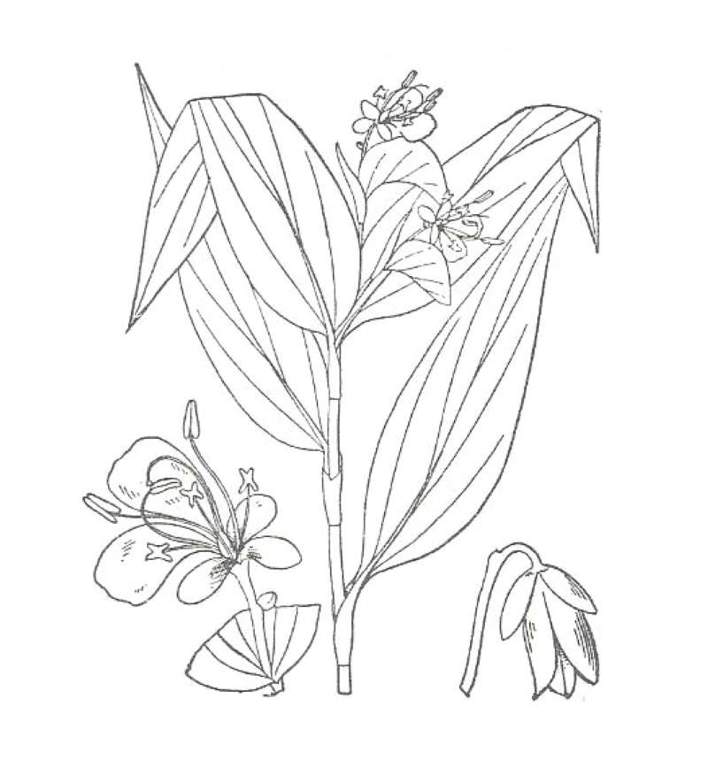 Flower<br>(Location of Picture: Round Lake, Illinois, USA)