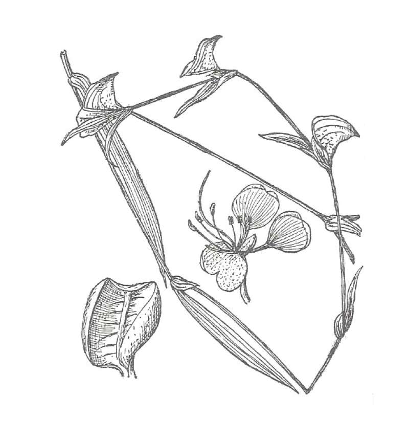 Top Of Plant in  Bloom<br>(Location of Picture: Big Bend Area,  Texas, USA)<br>(Origin of the Specimen: Britton and Brown)