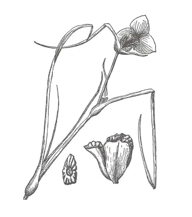 Flower - Rear View<br>(Location of Picture: Garden, McHerny, Il, USA, VI 12, 11)