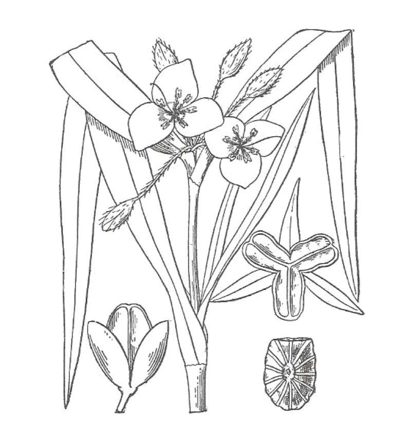 Flower - Rear View<br>(Location of Picture: Ornamental, Shady Creek, Wa, USA)