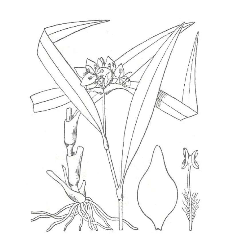 Flower Font<br>(Origin of the Specimen: Garden, McHerny Co, Illinois, 2018)