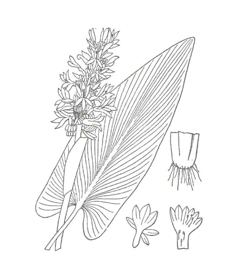 Top Of Plant<br>(Location of Picture: S Foster Park, Georgia, USA)