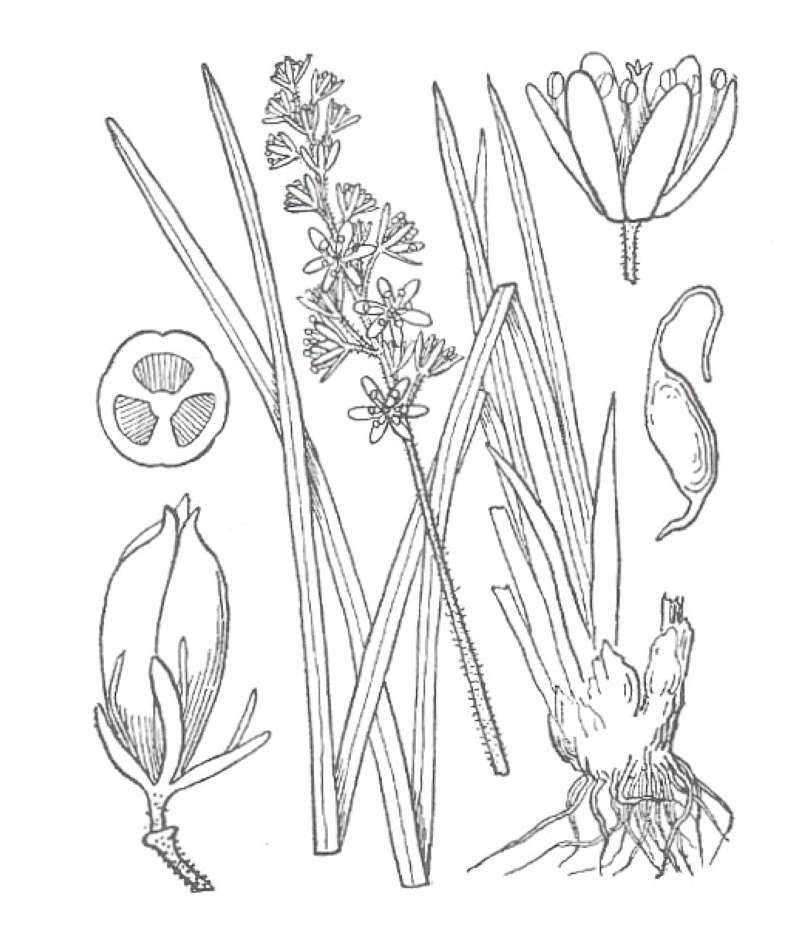 Silhouette by Parts<br>(Origin of the Specimen: Britton and Brown)