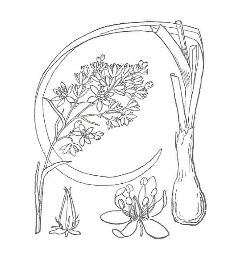 Silhouette by Parts - Line Drawing<br>(Origin of the Specimen: Britton and Brown)