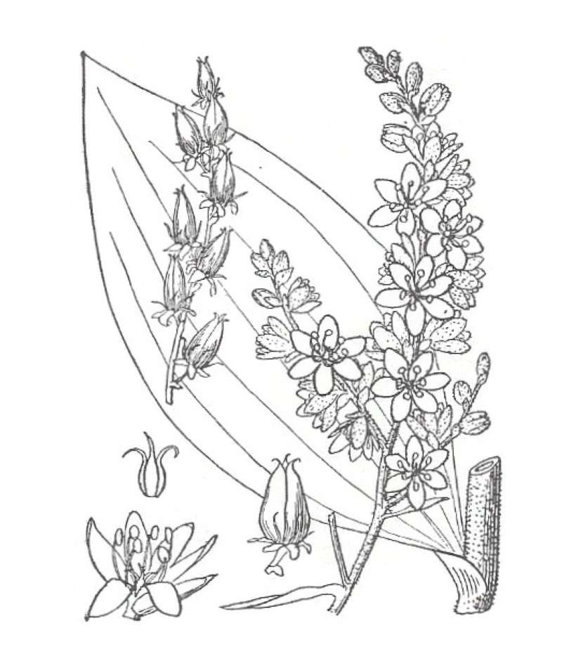 Silhouette by Parts - Line Drawing<br>(Origin of the Specimen: Britton and Brown)