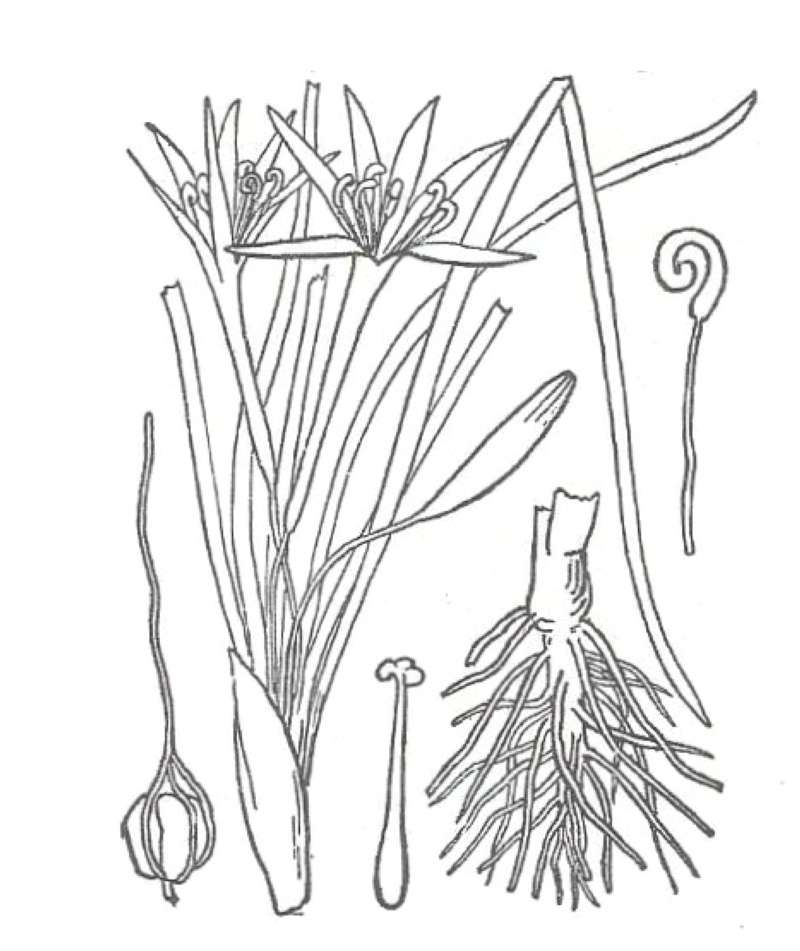 Silhouette by Parts<br>(Origin of the Specimen: Britton and Broown)